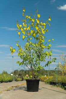 Береза повислая Шневердингер Голдбирке (Schneverdinger Goldbirke)