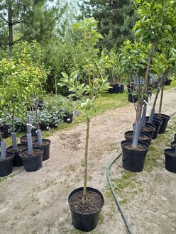 Яблоня "Китайка золотая" ранняя