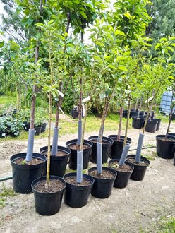 Яблоня "Китайка золотая" ранняя