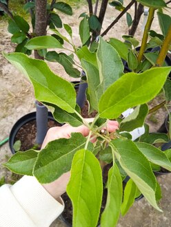 Яблоня "Китайка золотая" ранняя