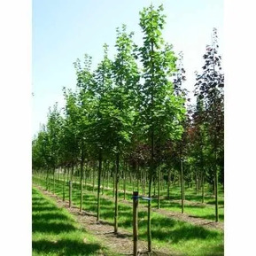 Клен остролистный Парквей (Parkway)