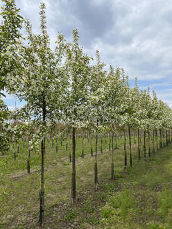 Яблоня декоративная Уайт Ангел (White Angel)