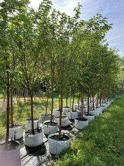 Черемуха обыкновенная "Птичья плена"