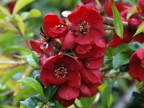 Айва японская Голландия (Hollandia)