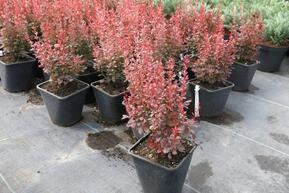 Барбарис Тунберга Дартс Перпл (Dart`s Purple)