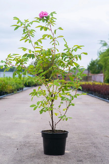 Роза канадская Тереза Багнет (Therese Bugnet)