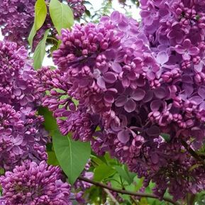 Сирень обыкновенная "Георгий Свиридов"