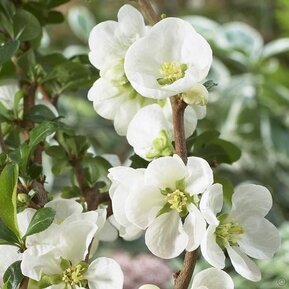 Айва японская Джет Трейл (Jet Trail)