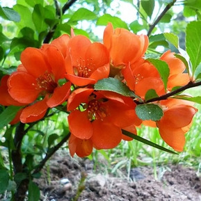 Айва японская "Orange Trail" (Оранж Трейл)