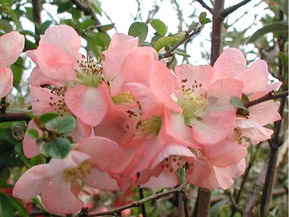 Айва японская Пинк Трейл (Pink Trail)