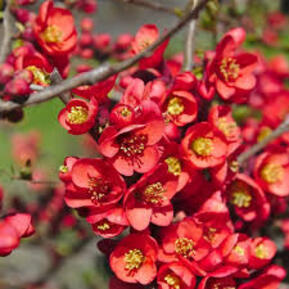 Айва японская Ред Трейл (Red Trail)