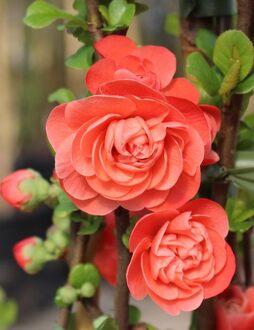 Айва японская Оранж Шторм (Orange Storm)