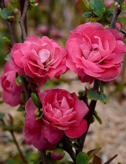 Айва японская Пинк Шторм (Pink Storm)