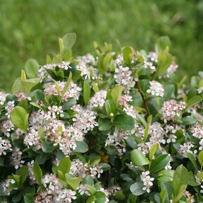 Арония меланокарпа Ревонтули Спредер (Aronia melanocarpa 'Revontuli Spreader')