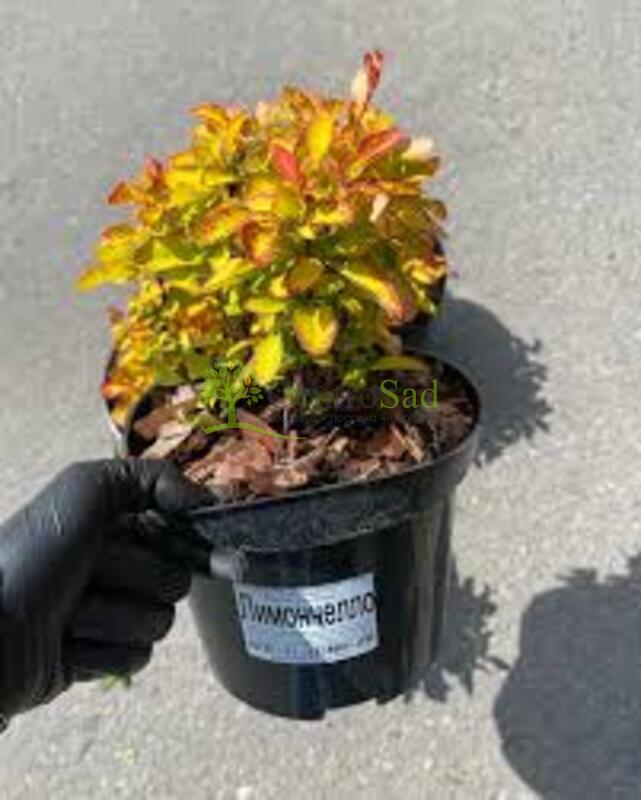 Барбарис Тунберга Лимончелло (Limoncello)