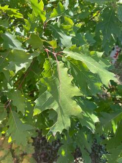 Дуб Болотный Кверкус палюстрис (Quercus palustris)