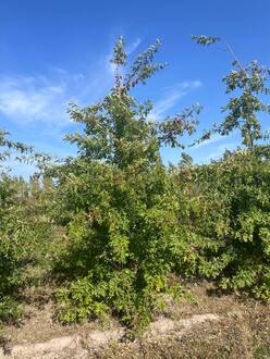 Дуб Болотный Кверкус палюстрис (Quercus palustris)