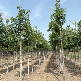 Дуб Болотный Кверкус палюстрис (Quercus palustris)