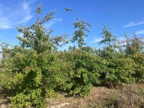 Дуб Болотный Кверкус палюстрис (Quercus palustris)
