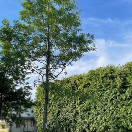 Дуб Болотный "Quercus palustris"