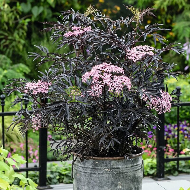 Бузина черная Блек Лейс (Black Lace)