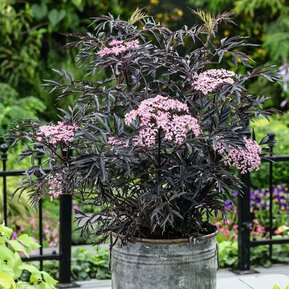 Бузина черная Блек Лейс (Black Lace)