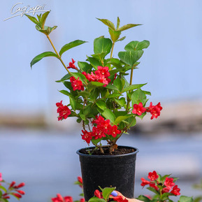 Вейгела Люцифер (Lucifer)