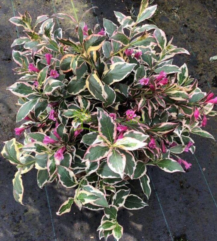 Вейгела Олл Саммер Моне (All Summer Monet)