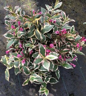 Вейгела Олл Саммер Моне (All Summer Monet)