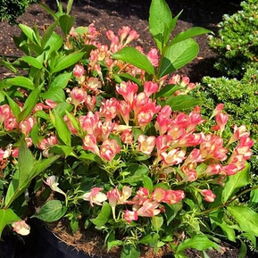 Вейгела Олл Саммер Пич (All Summer Peach)