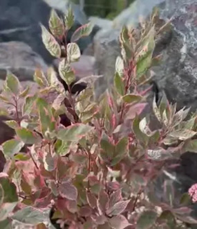 Дерен белый Миракл (Miracle)