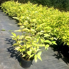 Дерен белый Неон Берст (Neon Burst)