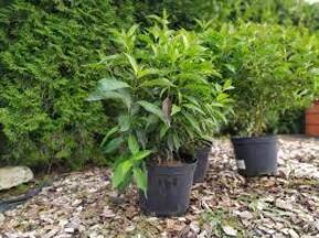 Дерен белый Ред Гном (Red Gnome)