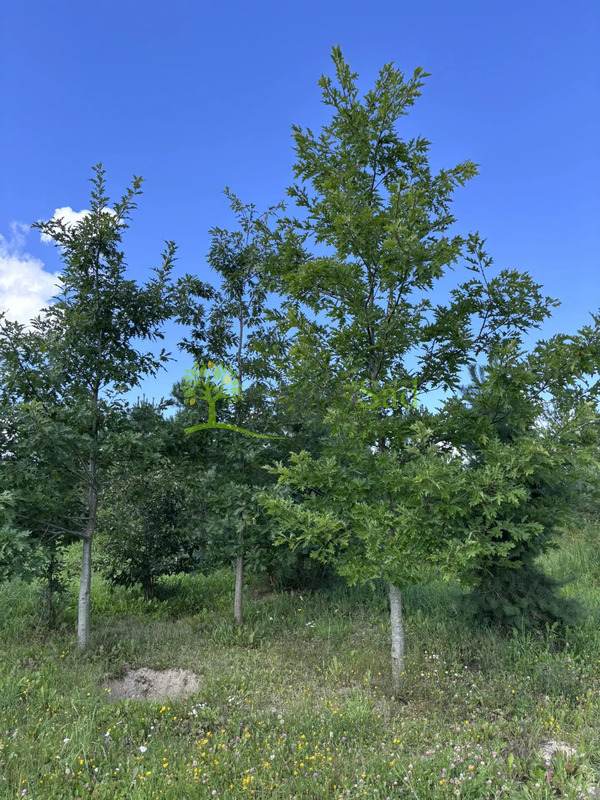 Дуб красный Кверкус рубра (Quercus rubra)