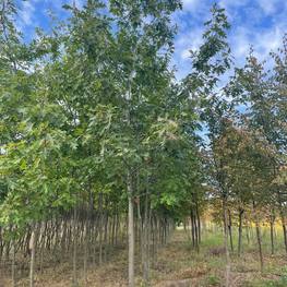 Дуб красный "Quercus rubra"