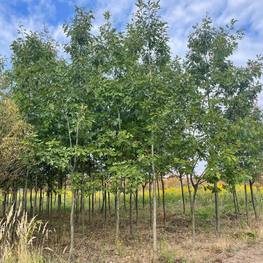 Дуб красный Кверкус рубра (Quercus rubra)
