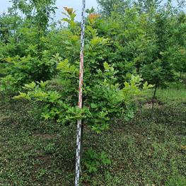 Дуб красный Кверкус рубра (Quercus rubra)