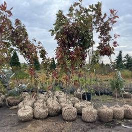 Дуб красный Кверкус рубра (Quercus rubra)