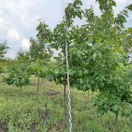 Дуб красный Кверкус рубра (Quercus rubra)