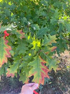 Дуб красный Кверкус рубра (Quercus rubra)