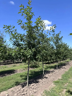 Дуб красный Кверкус рубра (Quercus rubra)