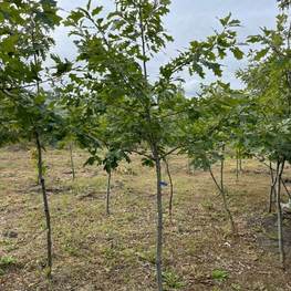 Дуб красный Кверкус рубра (Quercus rubra)