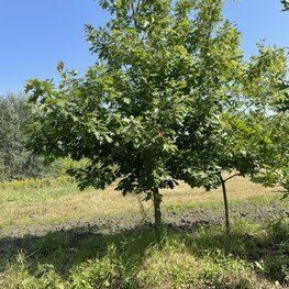 Дуб красный Кверкус рубра (Quercus rubra)