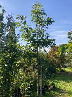 Дуб красный Кверкус рубра (Quercus rubra)