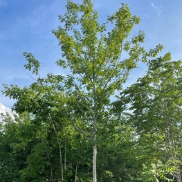 Дуб красный Кверкус рубра (Quercus rubra)