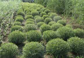 Ива пурпурная "Маяк" кустарниковая