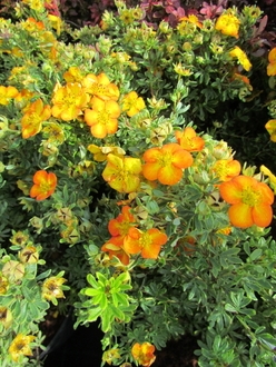 Лапчатка кустарниковая Белла Сол (Bella Sol)