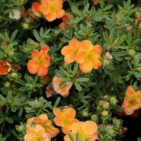 Лапчатка кустарниковая Белла Эппл (Bella Apple)