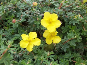 Лапчатка кустарниковая Медикал Уил Маунт (Medic Wheel Mount)