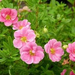 Лапчатка кустарниковая Пинк Парадайз (Pink Paradise)